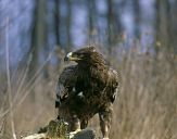 Orlik grubodzioby ( Aquila clanga ) - Spotted eagle