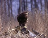 Orlik grubodzioby ( Aquila clanga ) - Spotted eagle