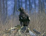 Orlik grubodzioby ( Aquila clanga ) - Spotted eagle