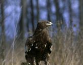 Orlik grubodzioby ( Aquila clanga ) - Spotted eagle