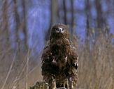 Orlik grubodzioby ( Aquila clanga ) - Spotted eagle