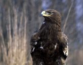 Orlik grubodzioby ( Aquila clanga ) - Spotted eagle