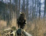 Orlik grubodzioby ( Aquila clanga ) - Spotted eagle