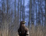 Orlik grubodzioby ( Aquila clanga ) - Spotted eagle