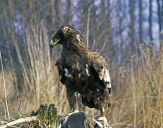 Orlik grubodzioby ( Aquila clanga ) - Spotted eagle