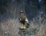 Orlik grubodzioby ( Aquila clanga ) - Spotted eagle