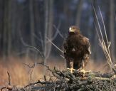 Orlik grubodzioby ( Aquila clanga ) - Spotted eagle