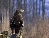 Orlik grubodzioby ( Aquila clanga ) - Spotted eagle