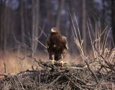 Orlik grubodzioby ( Aquila clanga ) - Spotted eagle