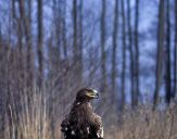 Orlik grubodzioby ( Aquila clanga ) - Spotted eagle