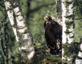 Orlik krzykliwy ( Aquila pomarina ) - Lesser spotted eagle