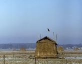 Orlik krzykliwy ( Aquila pomarina ) - Lesser spotted eagle