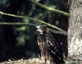 Orlik krzykliwy ( Aquila pomarina ) - Lesser spotted eagle