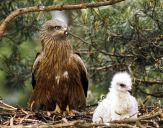 Kania ruda ( Milvus milvus ) - Red kite