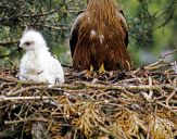 Kania ruda ( Milvus milvus ) - Red kite