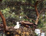 Kania ruda ( Milvus milvus ) - Red kite