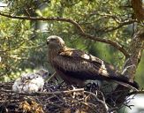 Kania ruda ( Milvus milvus ) - Red kite