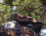 Kania ruda ( Milvus milvus ) - Red kite