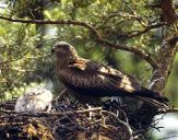 Kania ruda ( Milvus milvus ) - Red kite