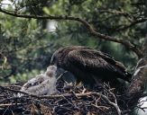 Kania czarna ( Milvus migrans ) - Black kite