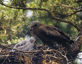 Kania czarna ( Milvus migrans ) - Black kite