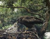 Kania czarna ( Milvus migrans ) - Black kite