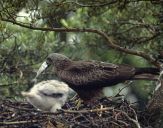 Kania czarna ( Milvus migrans ) - Black kite