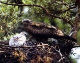 Kania czarna ( Milvus migrans ) - Black kite