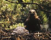 Kania czarna ( Milvus migrans ) - Black kite