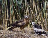 Błotniak łąkowy ( Circus pygargus ) Montagu's harrier