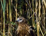 Błotniak łąkowy ( Circus pygargus ) Montagu's harrier