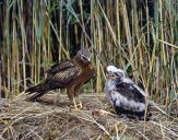 Błotniak łąkowy ( Circus pygargus ) Montagu's harrier