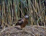 Błotniak łąkowy ( Circus pygargus ) Montagu's harrier