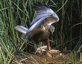 Błotniak łąkowy ( Circus pygargus ) Montagu's harrier