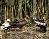 Błotniak łąkowy ( Circus pygargus ) Montagu's harrier