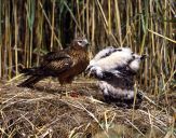 Błotniak łąkowy ( Circus pygargus ) Montagu's harrier