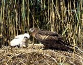 Błotniak łąkowy ( Circus pygargus ) Montagu's harrier