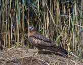 Błotniak łąkowy ( Circus pygargus ) Montagu's harrier