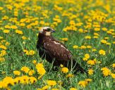 Błotniak stawowy ( Circus aeroginosus ) - Marsh harrier