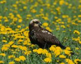 Błotniak stawowy ( Circus aeroginosus ) - Marsh harrier