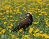 Błotniak stawowy ( Circus aeroginosus ) - Marsh harrier