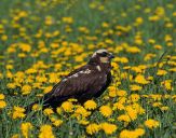 Błotniak stawowy ( Circus aeroginosus ) - Marsh harrier