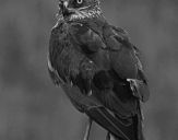 Błotniak stawowy ( Circus aeroginosus ) - Marsh harrier