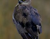 Błotniak stawowy ( Circus aeroginosus ) - Marsh harrier