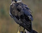 Błotniak stawowy ( Circus aeroginosus ) - Marsh harrier