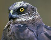 Błotniak stawowy ( Circus aeroginosus ) - Marsh harrier