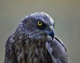 Błotniak stawowy ( Circus aeroginosus ) - Marsh harrier