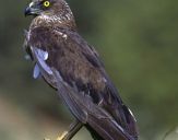 Błotniak stawowy ( Circus aeroginosus ) - Marsh harrier