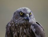 Błotniak stawowy ( Circus aeroginosus ) - Marsh harrier