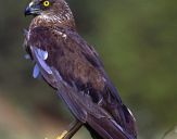 Błotniak stawowy ( Circus aeroginosus ) - Marsh harrier